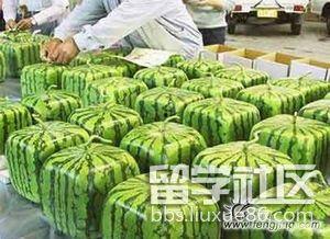 吃瓜资讯,吃瓜群众眼中的明星幕后故事